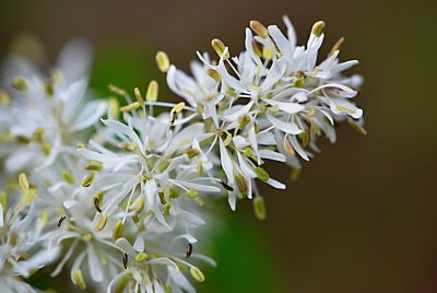 Fraxinus ornus - jasan manový (zimnář) - detail květu